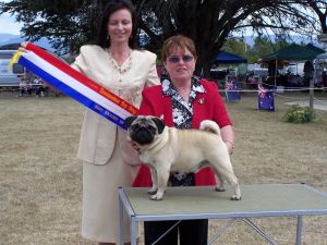 Best in Show at Toy Dog of Tasmania 2008
Ch Birsay Swift And Sure