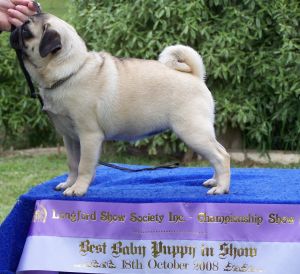 Best Baby Puppy in Show
Longford Agricultural Society
Saxten Sameesa