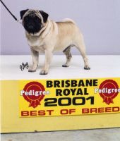 Australian Champion Saxten Banjo
Best of Breed Brisbane Royal 2001