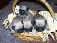Pups in a basket !